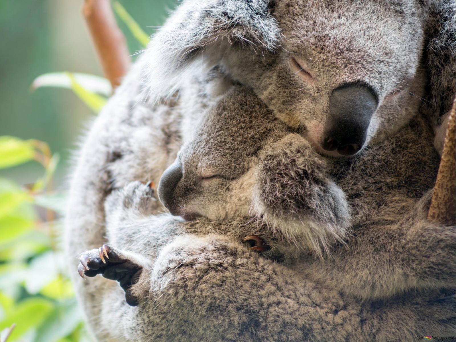 Mother and baby koala sleeping on tree in front of green out
