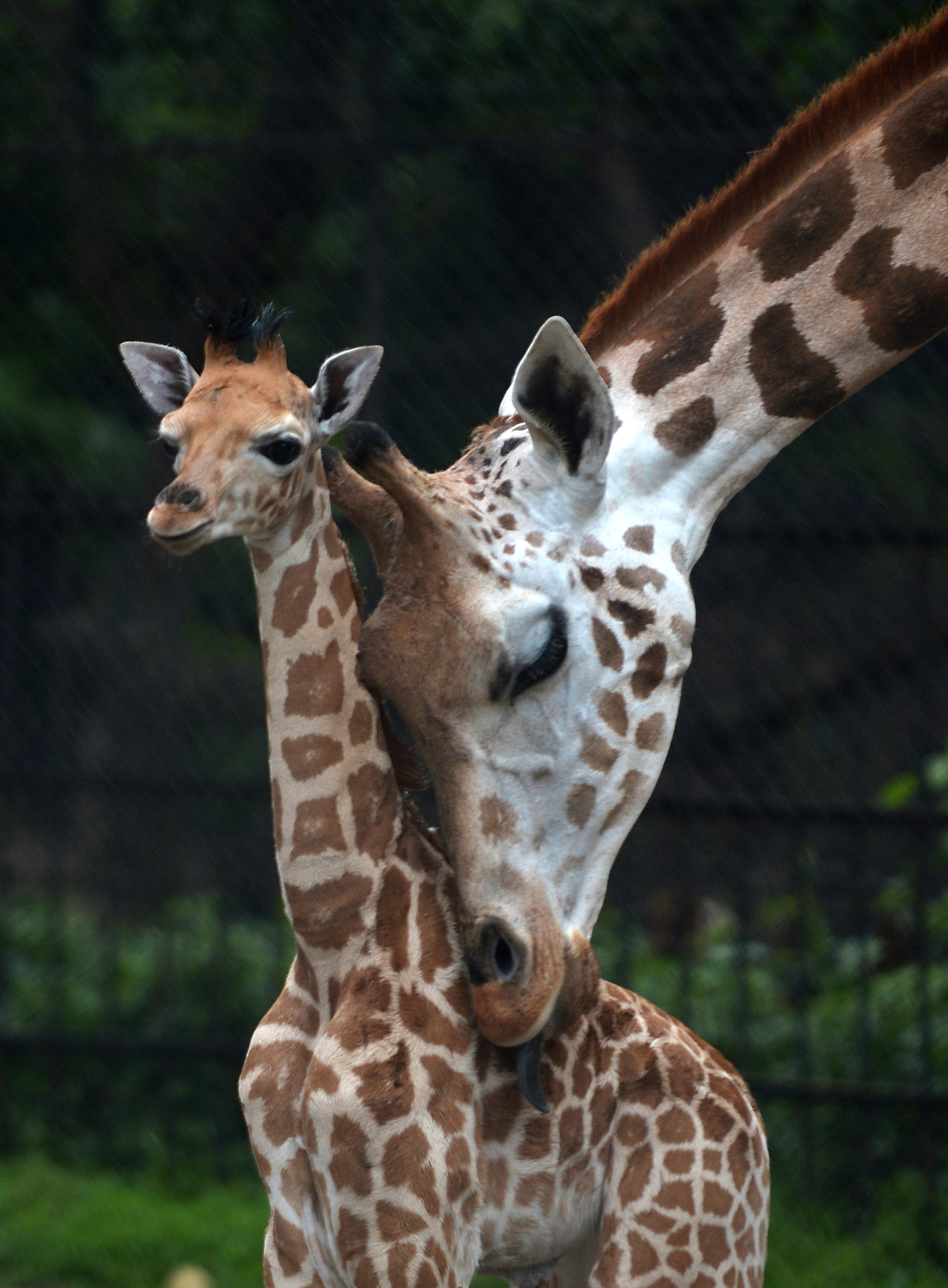 Mothers day mom and baby animals photos to celebrate