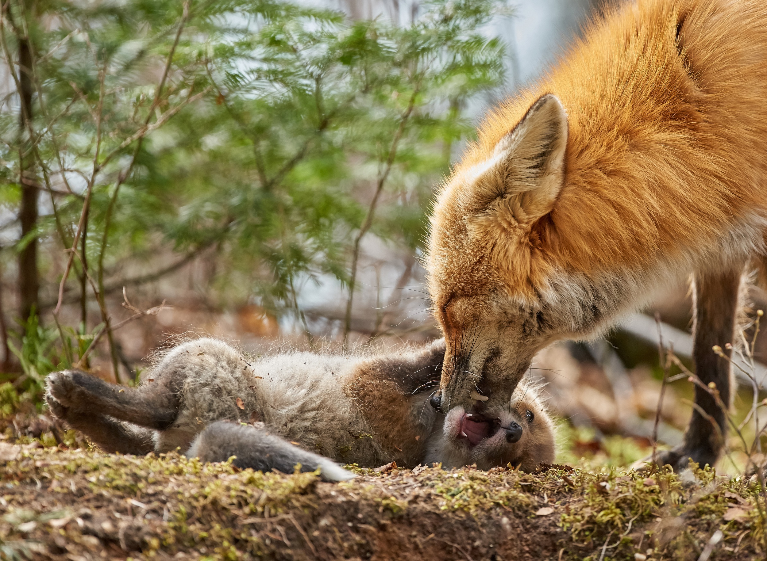 Wallpaper fox baby animals mother mammals x