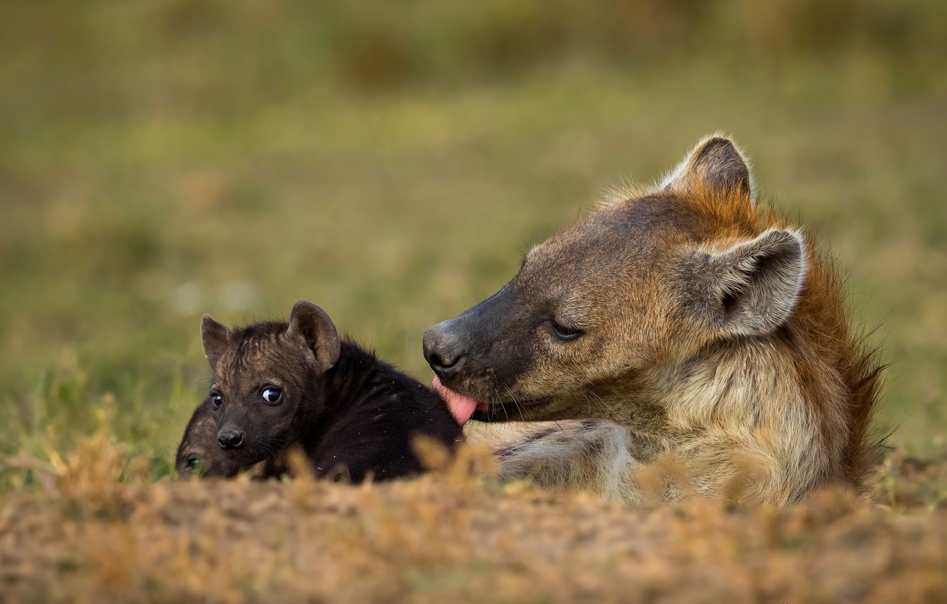 Wallpaper language grass look face background baby puppy hyena cub child washing mother motherhood brood images for desktop section ððððñðñðµ