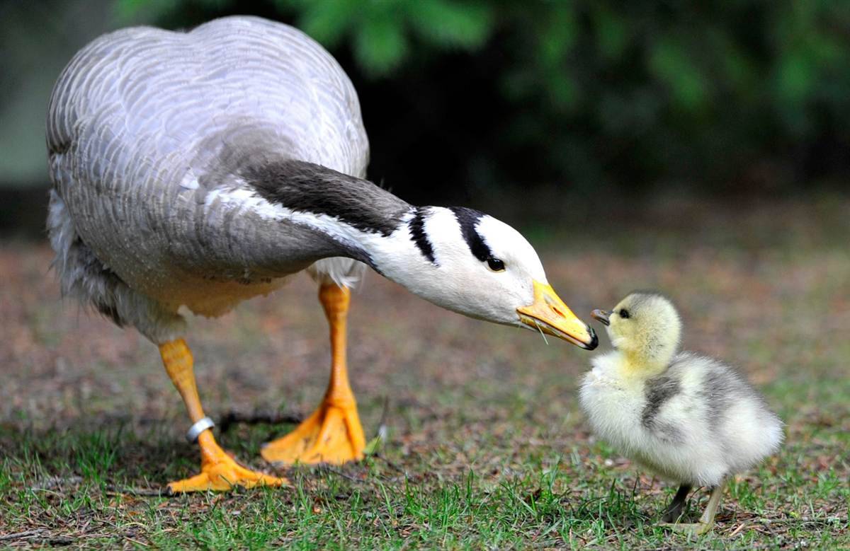 Free download bar headed mother goose and gosling baby farm animals wallpaper x for your desktop mobile tablet explore baby farm animal wallpaper baby animal backgrounds baby animal