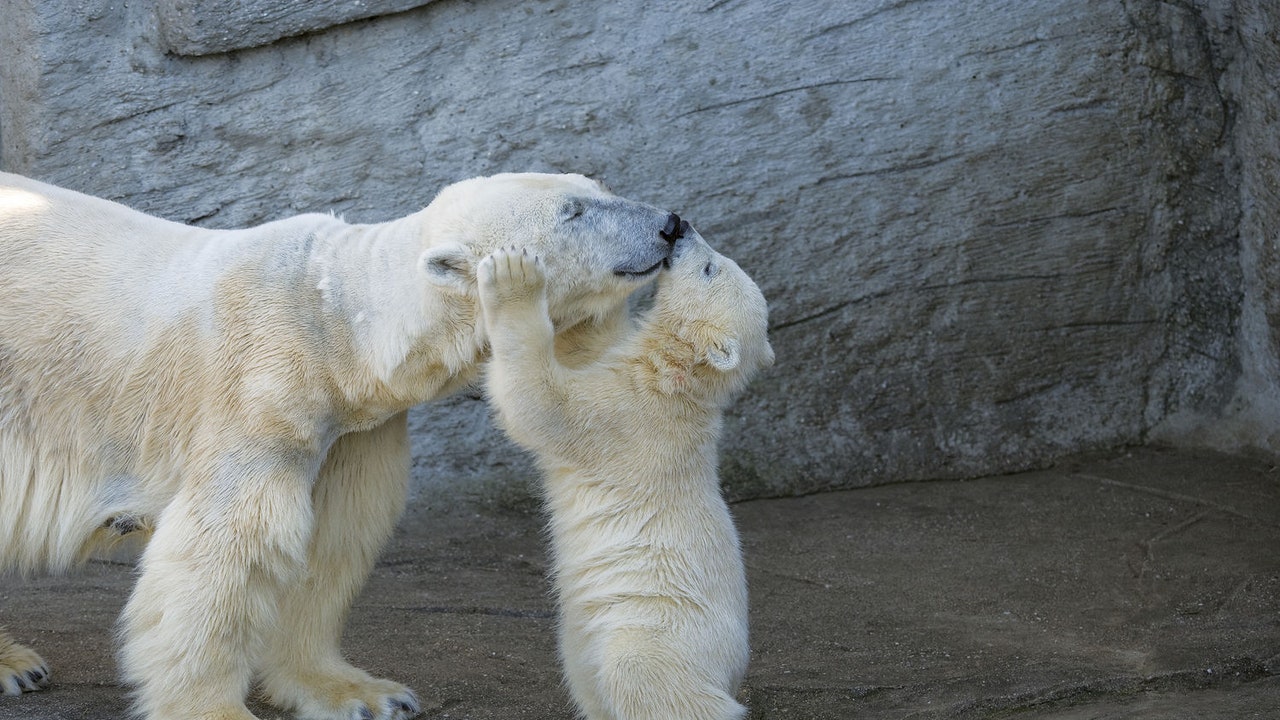 Cute baby animal photos from zooborns motherly love