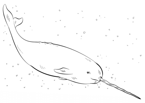 Narwhal coloring pages free coloring pages