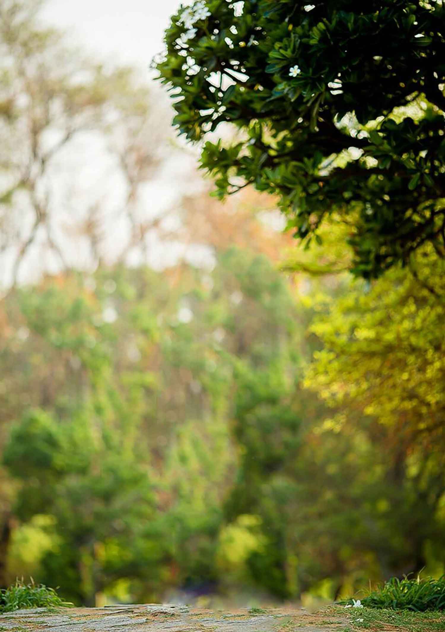 Yellow tone blur nature background free stock photo download