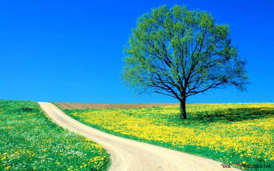 Awesome nature background and yellow flowers hd wallpaper download