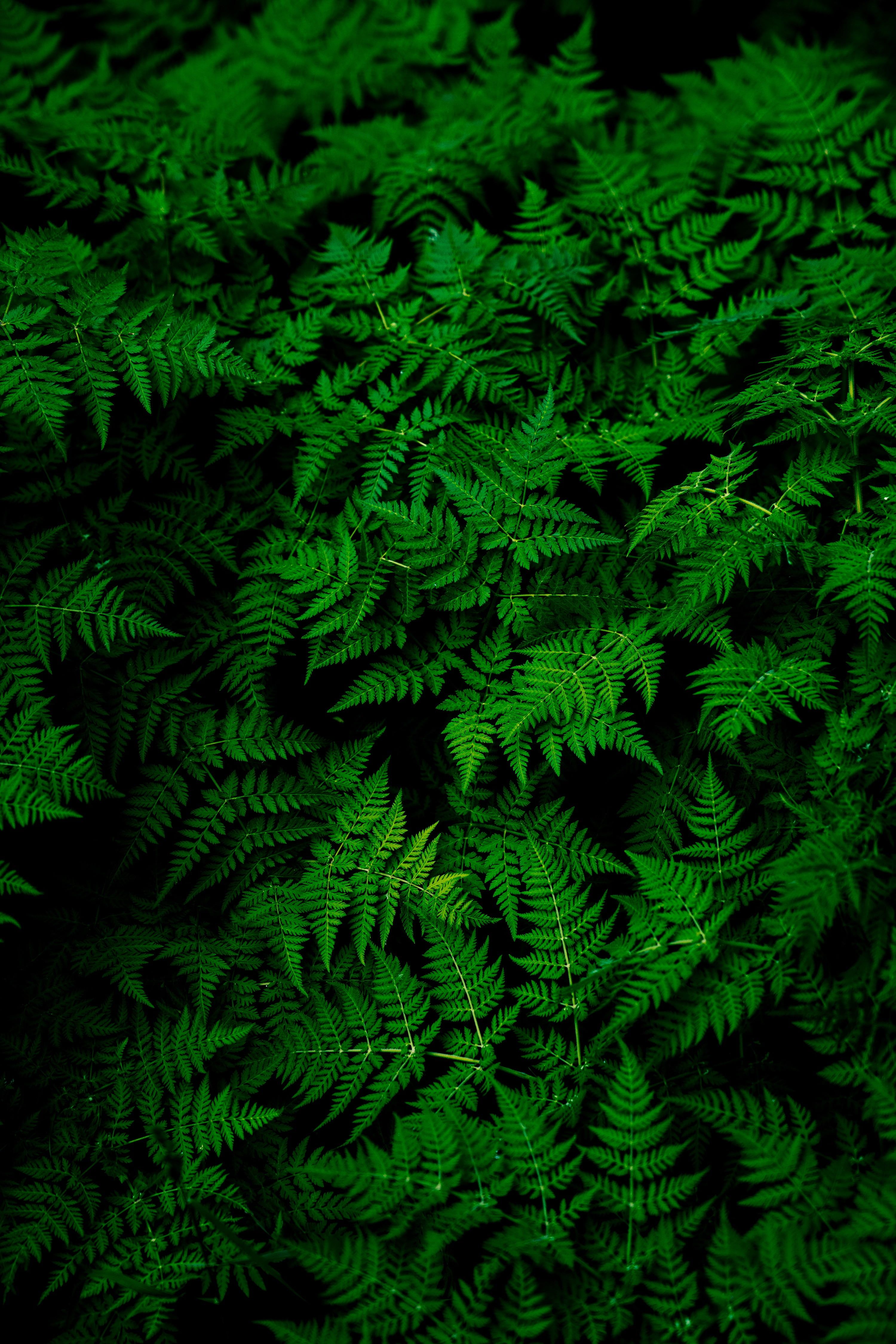 Green leafed plant nature plants ferns macro green leaves k wallpaper hdwallpaper desktop green pictures background hd wallpaper plant wallpaper