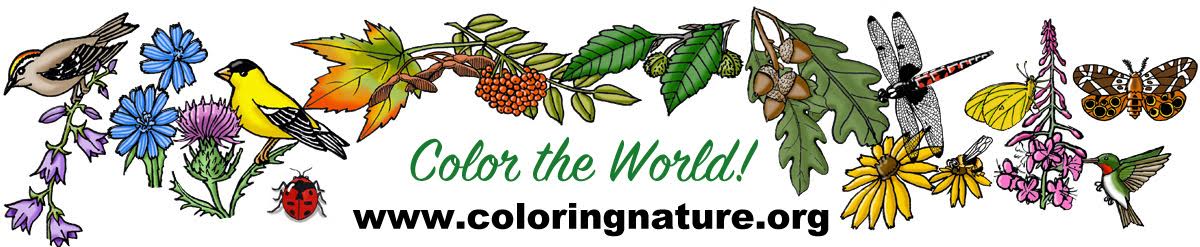Coloring nature â free printable coloring pages