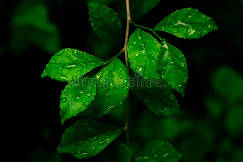 Green leaf texture with dew drop fresh nature wallpaper background stock photo