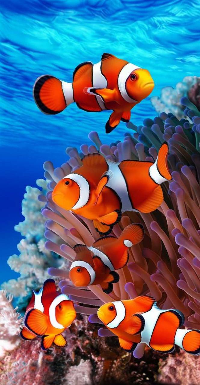 Nemo fish wallpapers