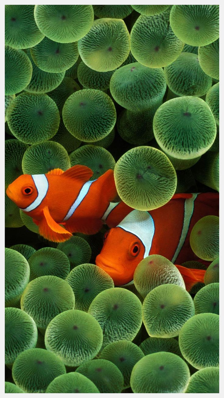 Iphone clownfish wallpaper k mywallpapers site fish wallpaper clown fish fish wallpaper iphone