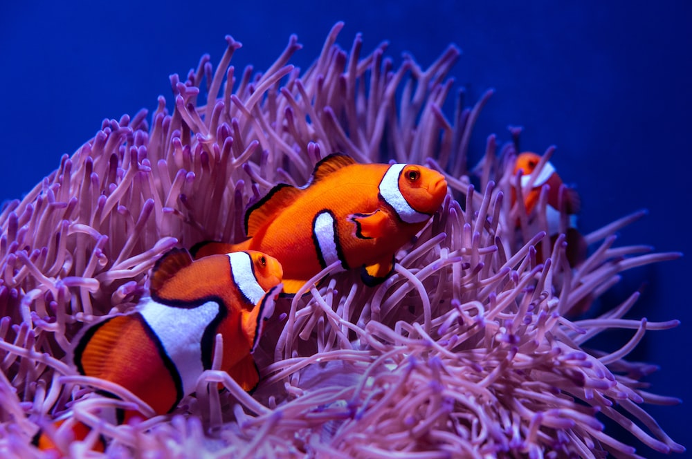 Nemo fish pictures download free images on