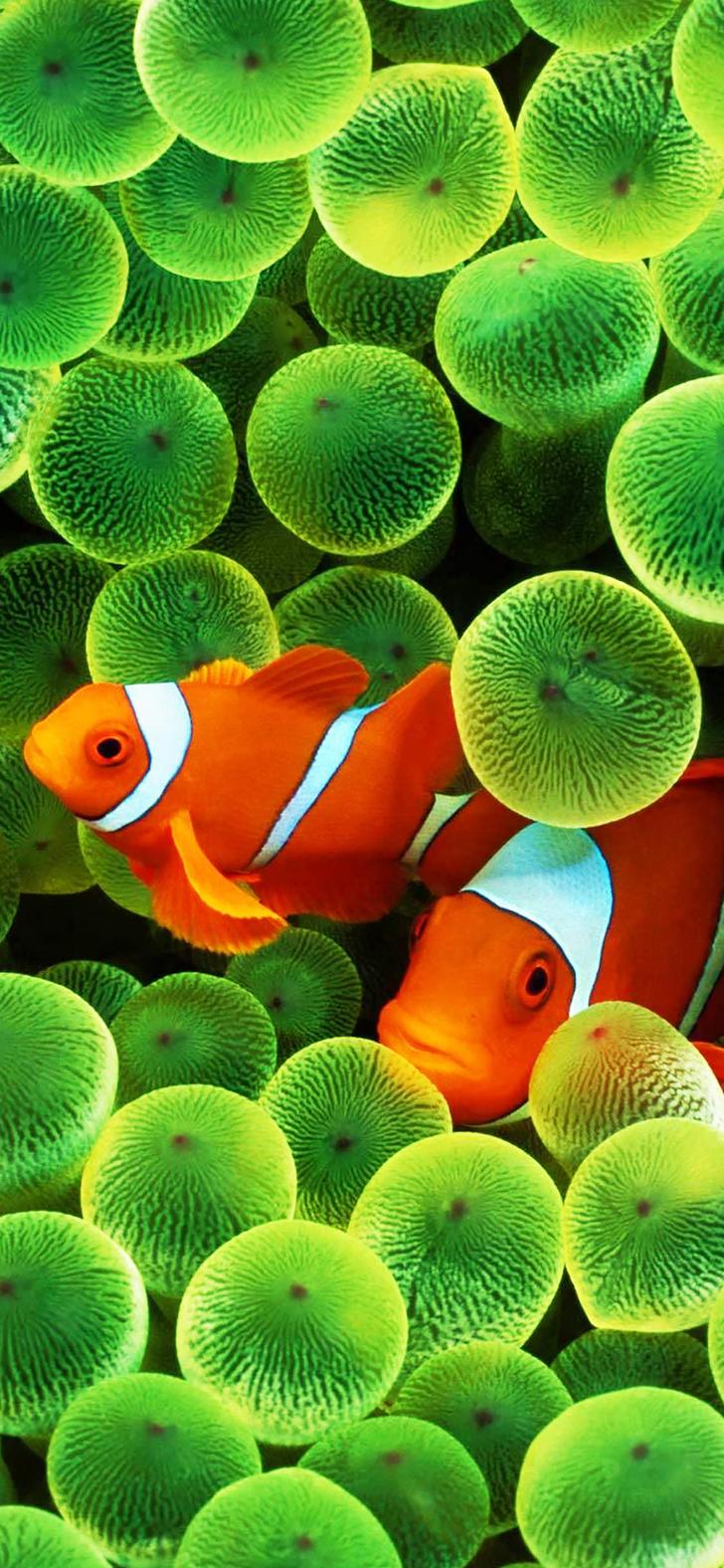 Clown fish iphone wallpapers