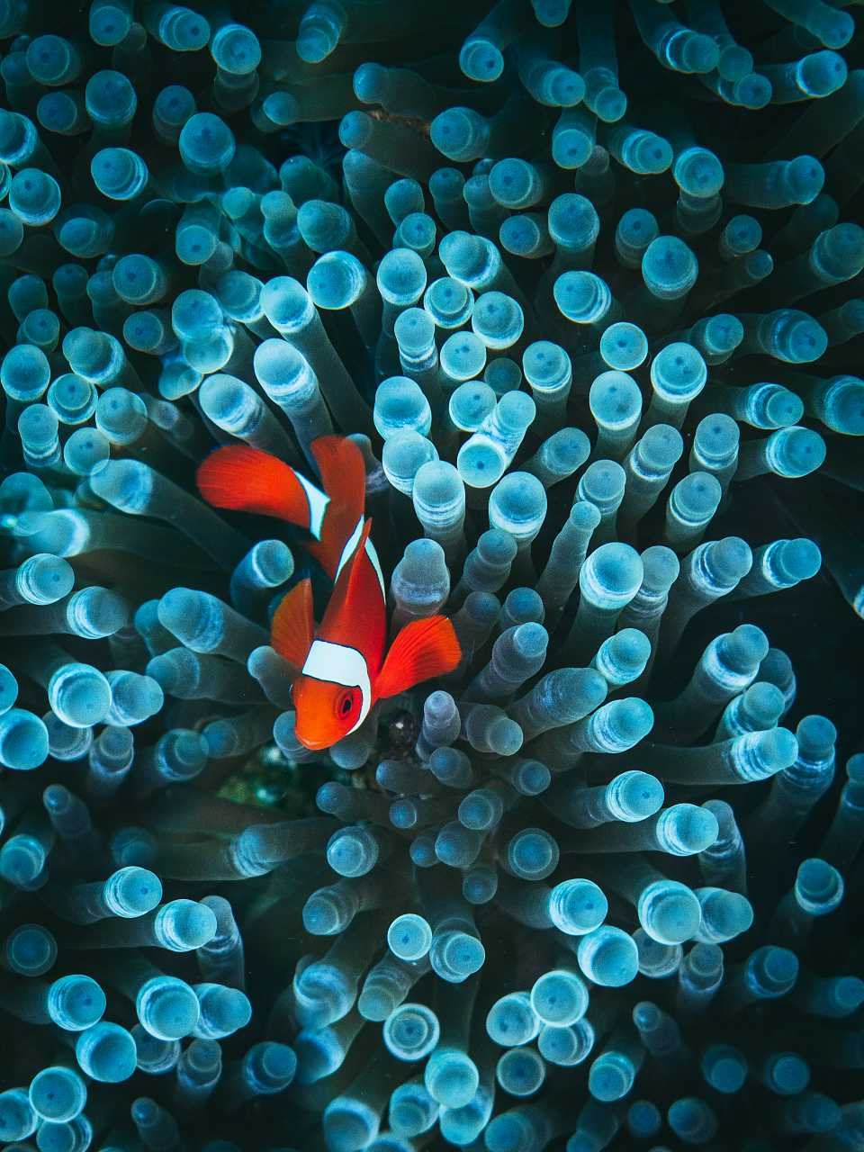 Clown fish underwater photos finding nemo decor tropical fish art