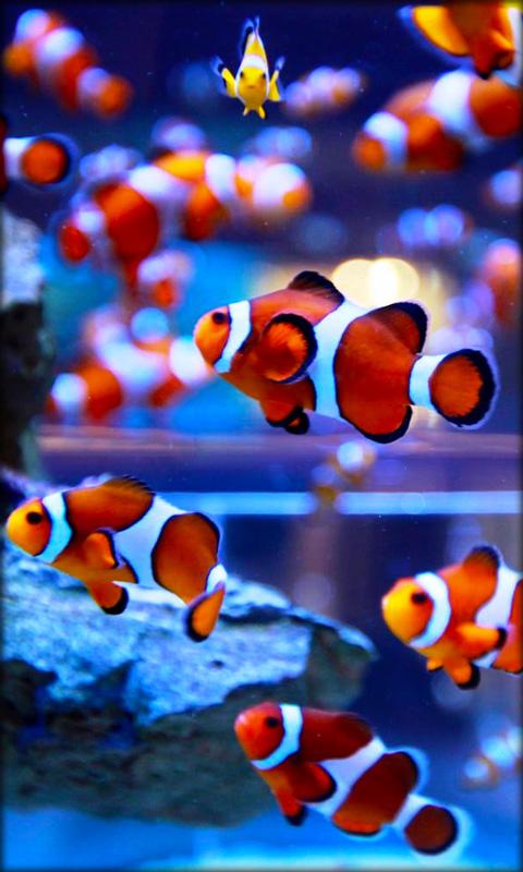 Free download htc first clown fish wallpaper new htc phone x for your desktop mobile tablet explore clown fish wallpaper clown wallpapers free scary clown backgrounds creepy clown wallpaper