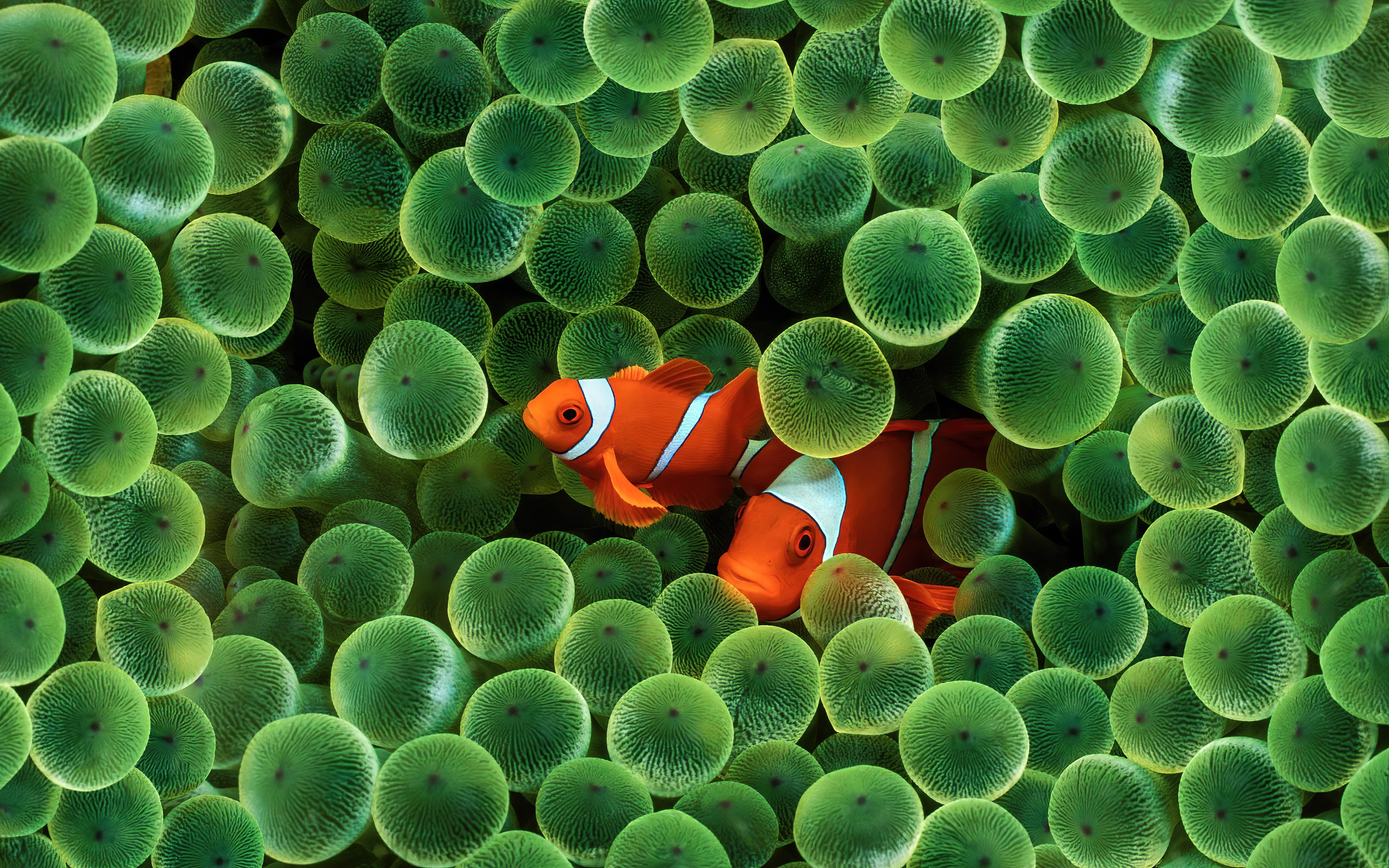 The old apple clown fish wallpaper upscaled to x rwallpapers