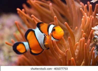 Nemo fish images stock photos vectors