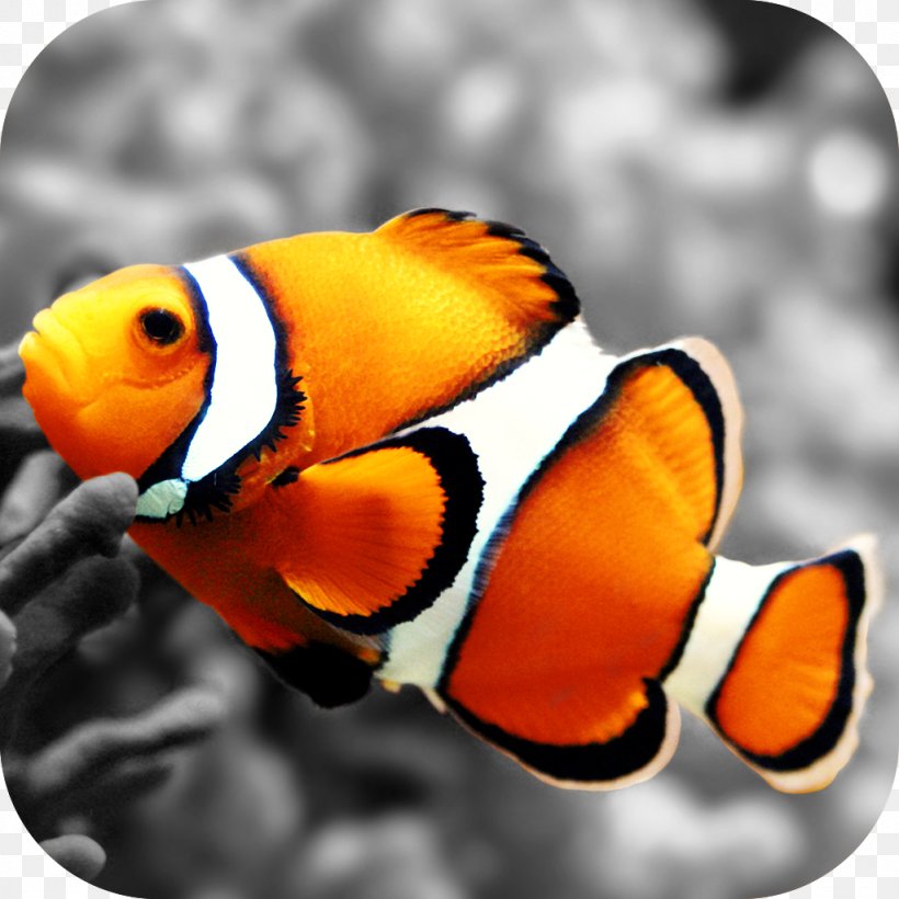 Clownfish nemo desktop wallpaper wallpaper png xpx clownfish aquarium beak coral coral reef download free