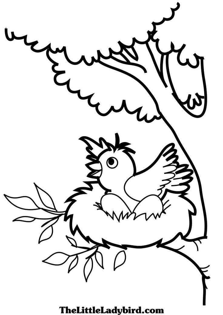 Nest coloring sheet bird coloring pages valentines day coloring page butterfly coloring page