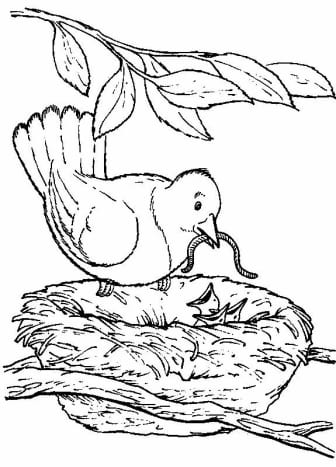 Backyard animals and nature coloring books free coloring pages