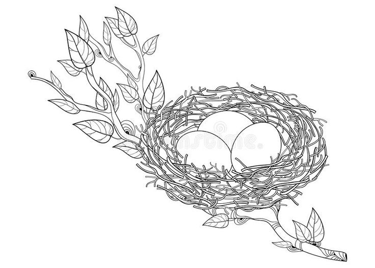 Vector drawing of outline spring tree branch with bird nest and eggs in black isolated on white background ornate bird houâ vector drawing spring tree drawings