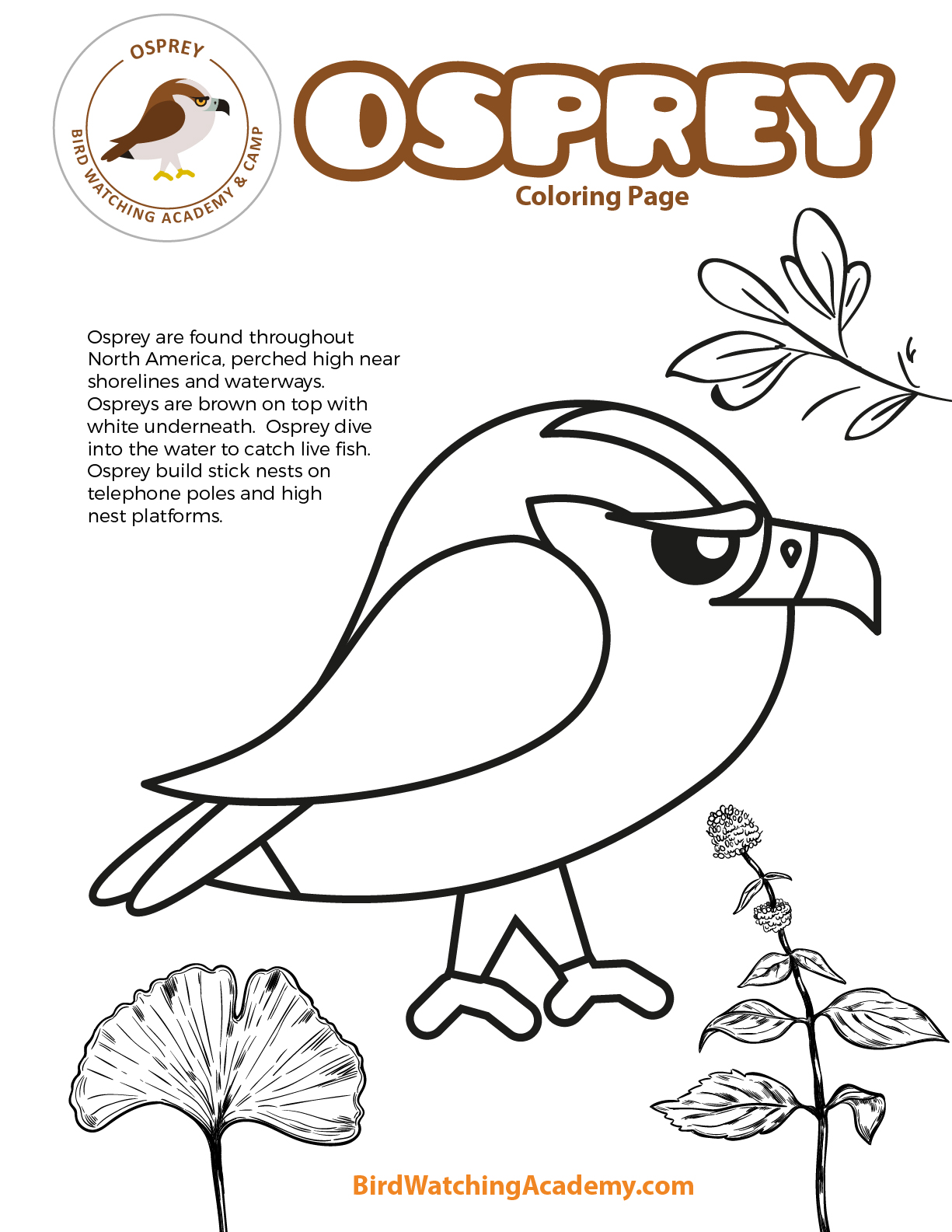 Osprey coloring page