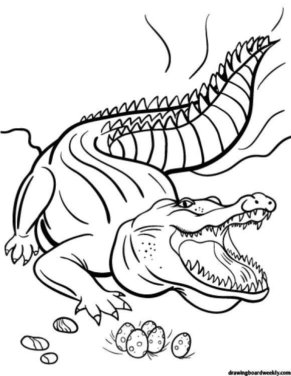 Crocodile coloring page coloring book pages coloring pages for grown ups coloring pages to print