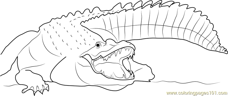 Adult nile crocodile coloring page for kids
