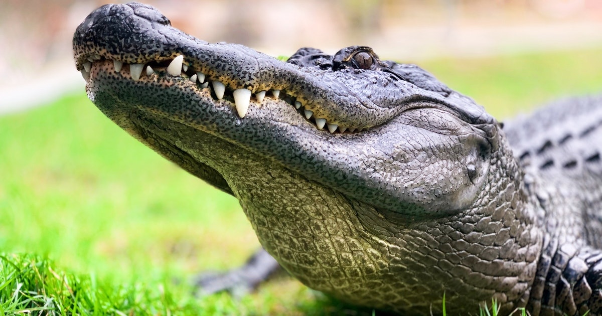 Alligator and crocodile coloring pages perfect for reptile fans