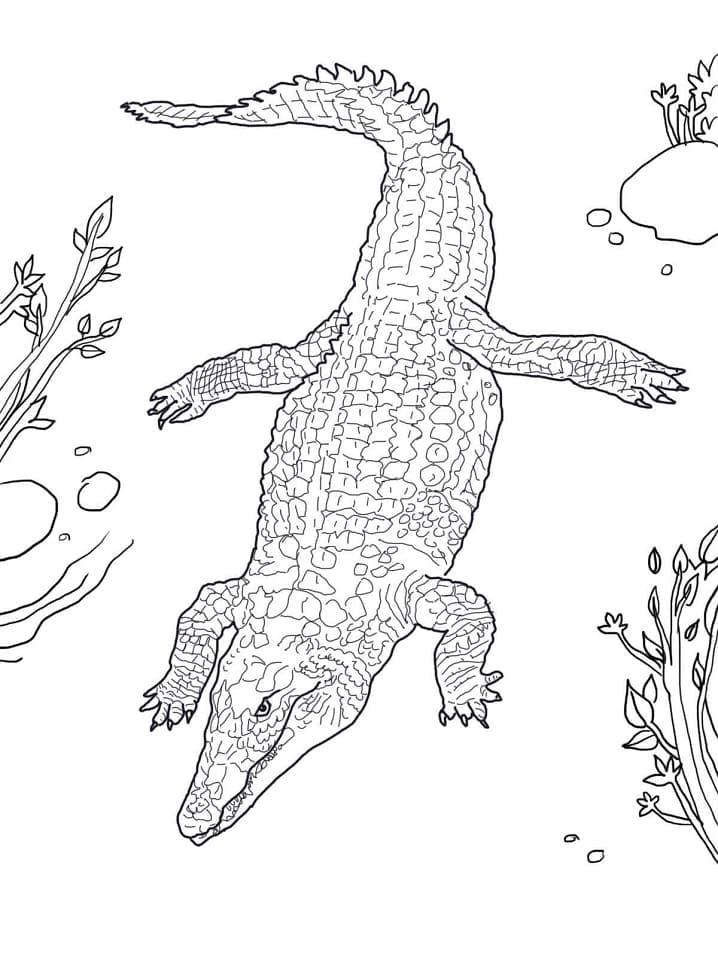 Nile crocodile coloring page