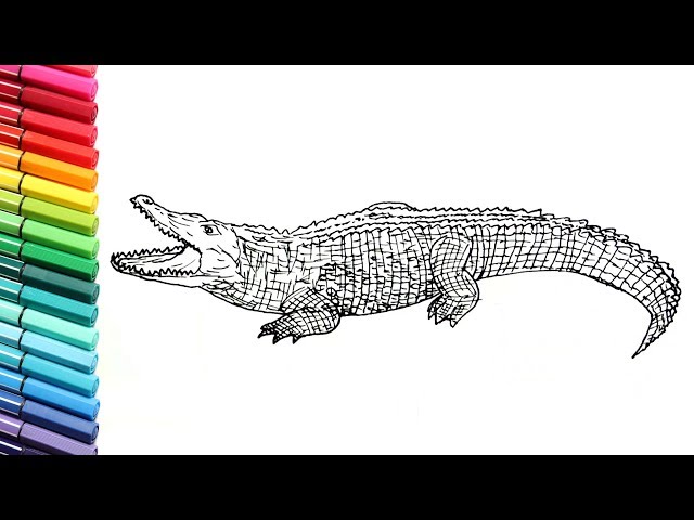 Drawing and coloring crocodile