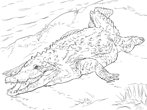 Realistic american crocodile coloring page free printable coloring pages