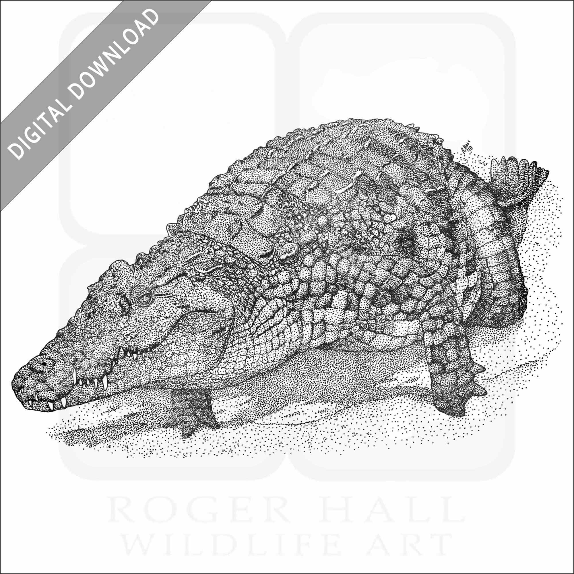 Stock art drawing of a nile crocodile