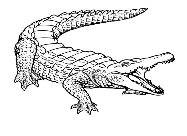 Free printable crocodile coloring pages for kids coloring pages to print colorful drawings coloring pages for kids