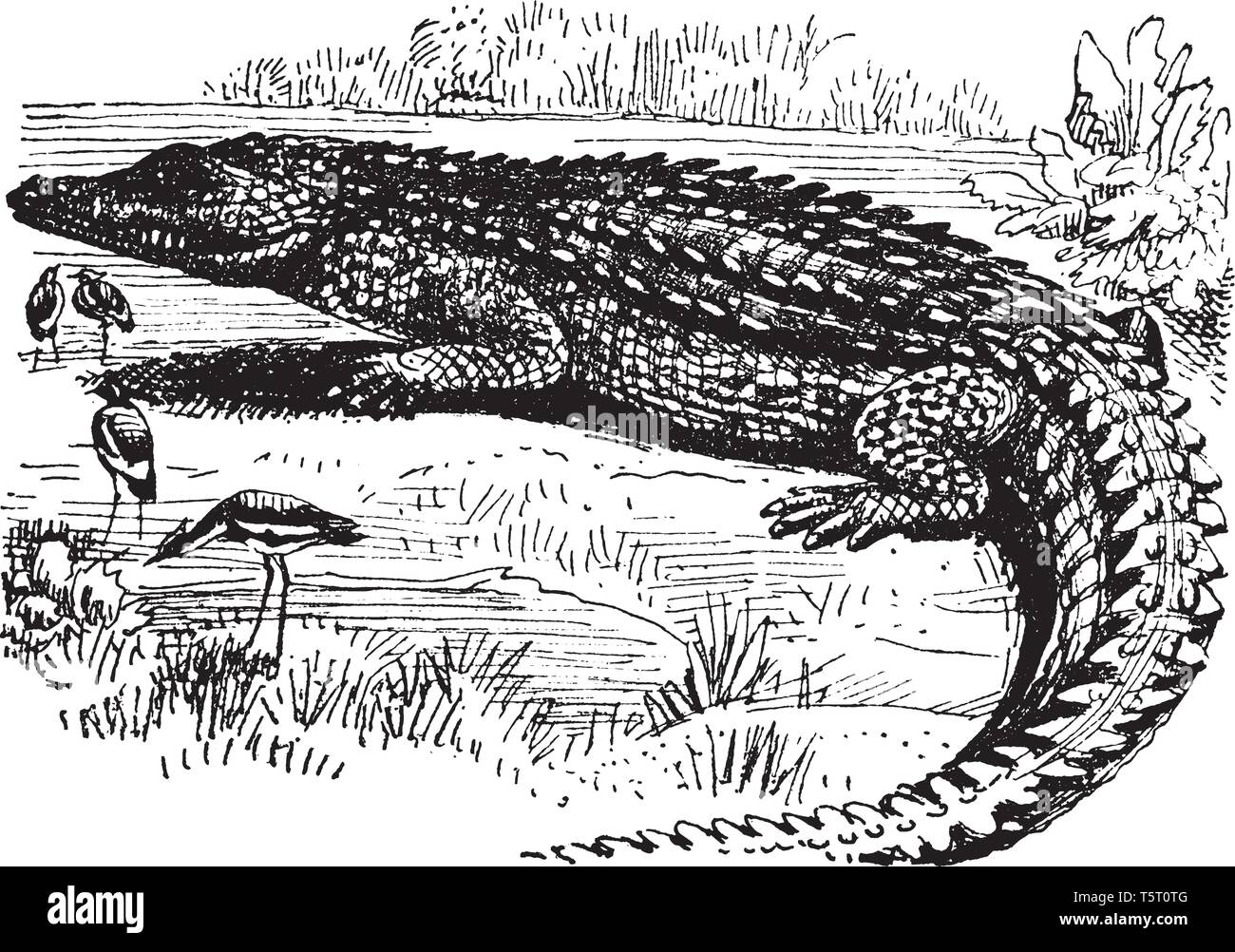 Nile crocodile stock vector images