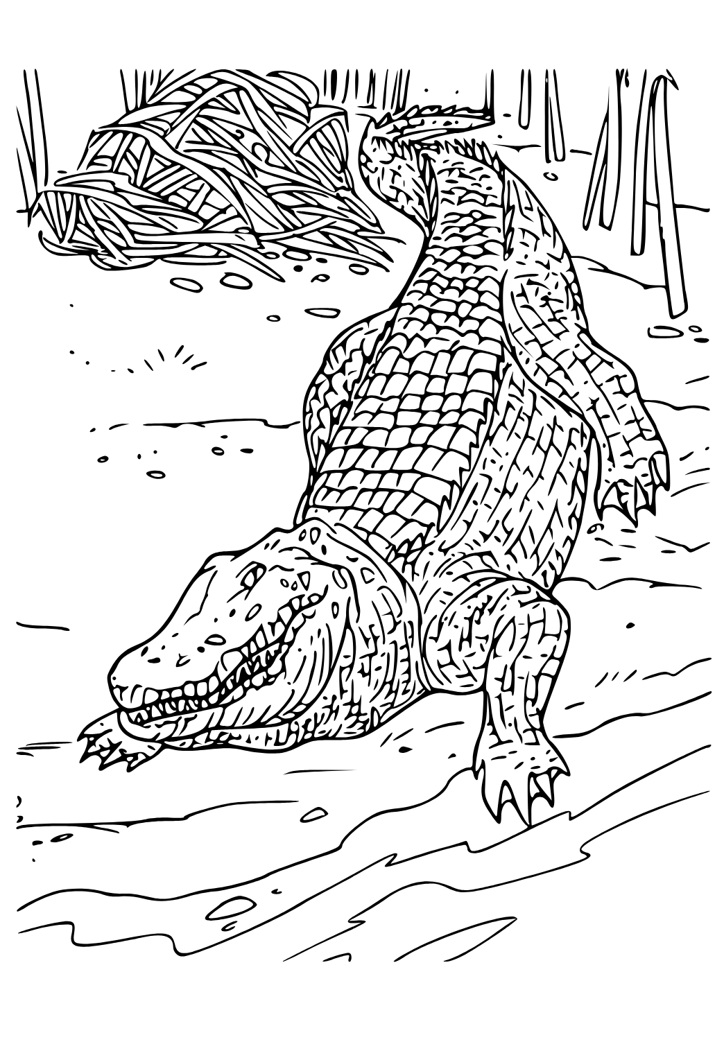 Free printable crocodile real coloring page for adults and kids