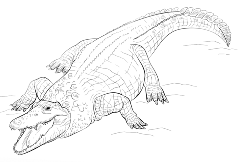 Nile crocodile coloring page free printable coloring pages