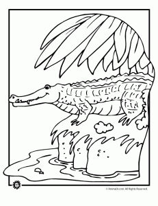 Alligator and crocodile coloring pages animal jr