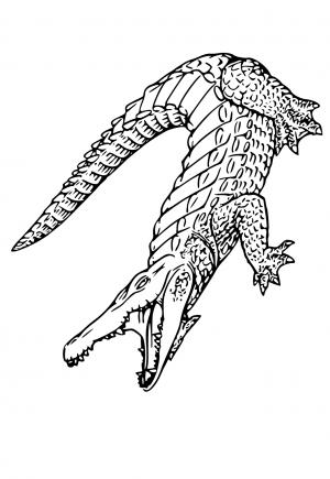 Free printable crocodile coloring pages for adults and kids