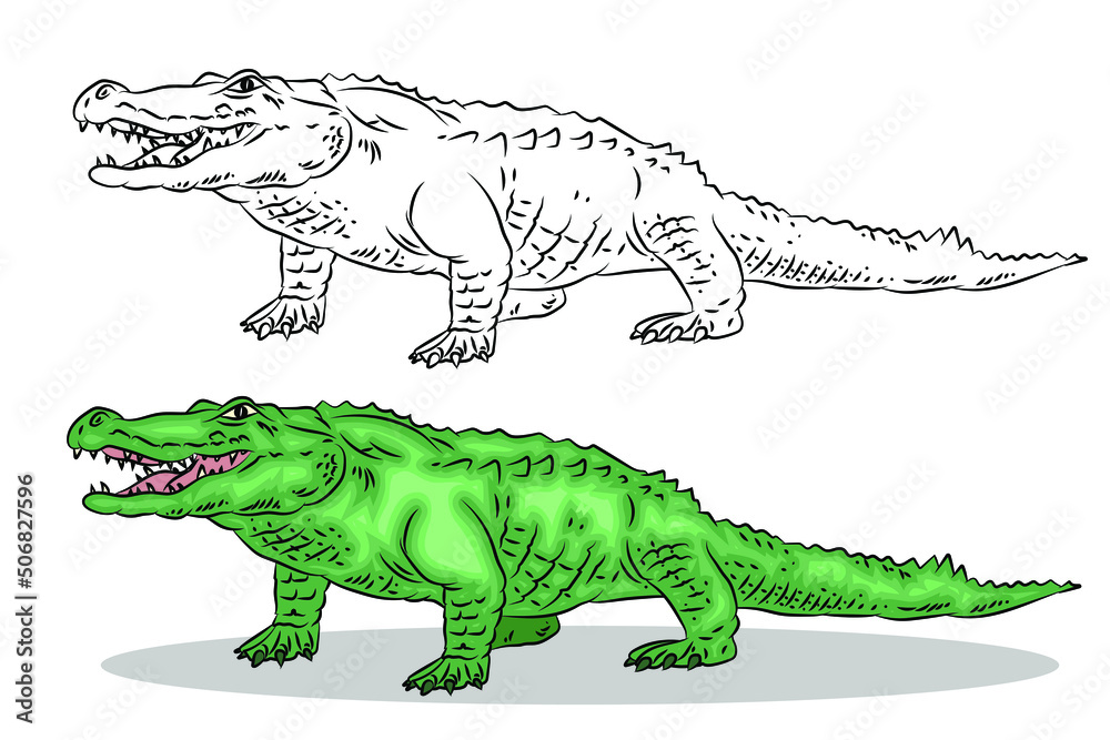 Vector image of a crocodile black and white and color illustration coloring book for children vector