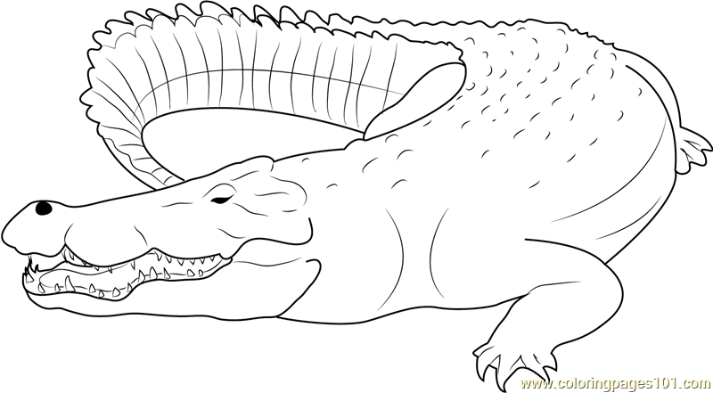 Saltwater crocodile coloring page for kids