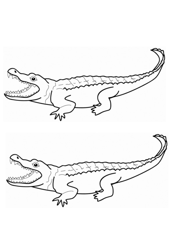 Coloring pages two alligator coloring pages