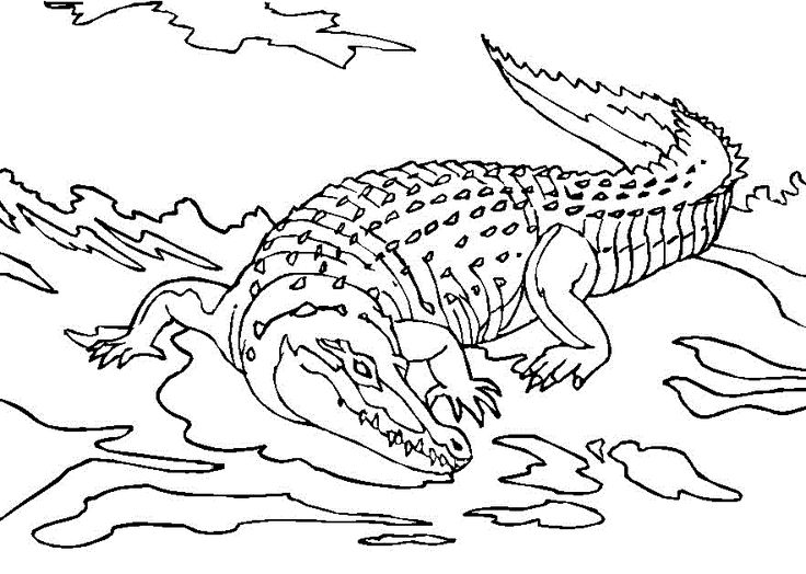 Free printable crocodile coloring pages for kids coloring pages to print coloring pages animal coloring pages