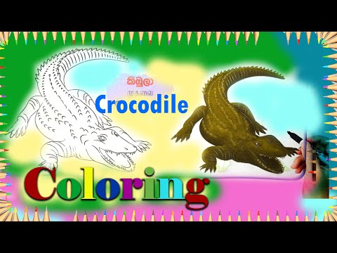 Animals crocodile coloring