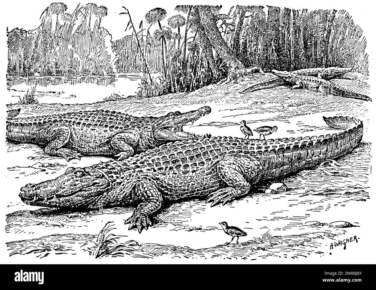 Crocodile line black and white stock photos images