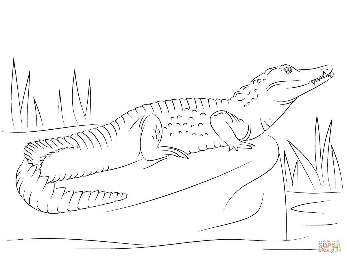 Nile crocodile side view coloring page free printable coloring pages