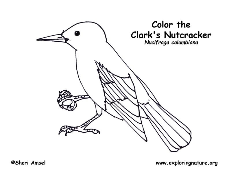Clarks nutcracker coloring page