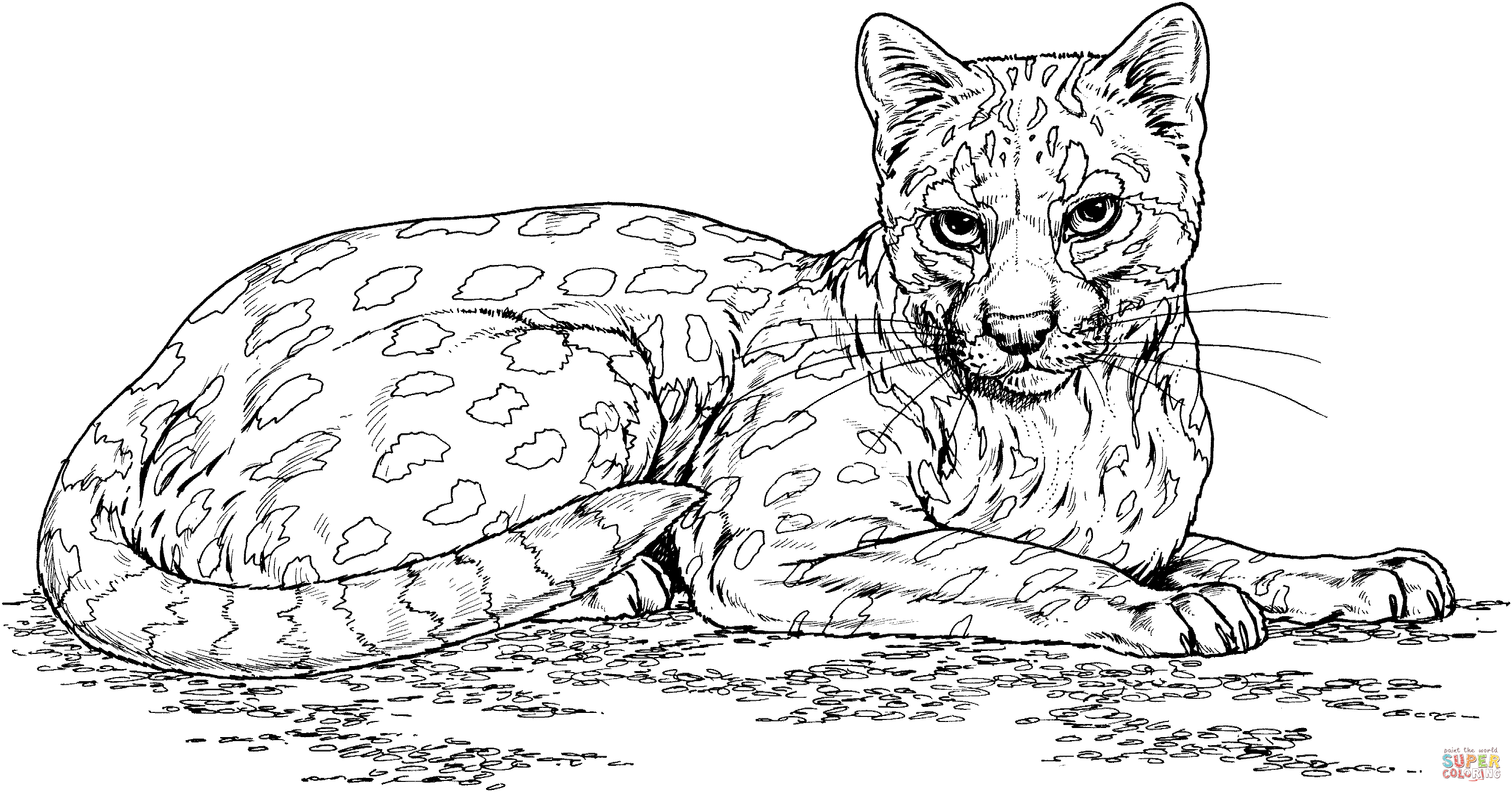 The ocelot also known as the dwarf leopard is a wild cat distributed extensively within south america the coaâ cat coloring page free cats cat coloring book