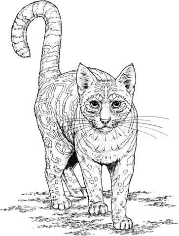 Ocelot coloring page free printable coloring pages