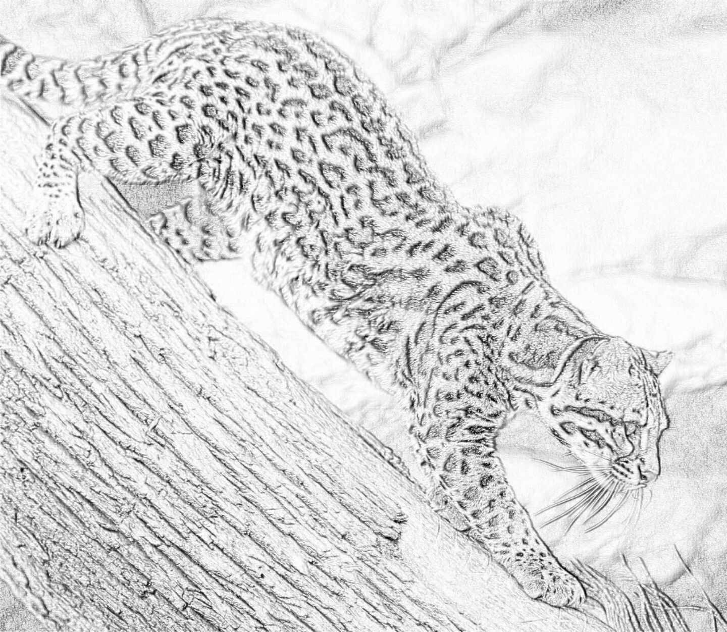 Ocelot in black and white zoo animal coloring pages cat coloring page animal coloring pages
