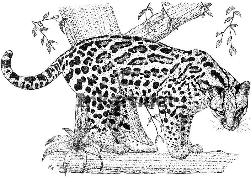 Image result for ocelot wild cats ocelot cat coloring page